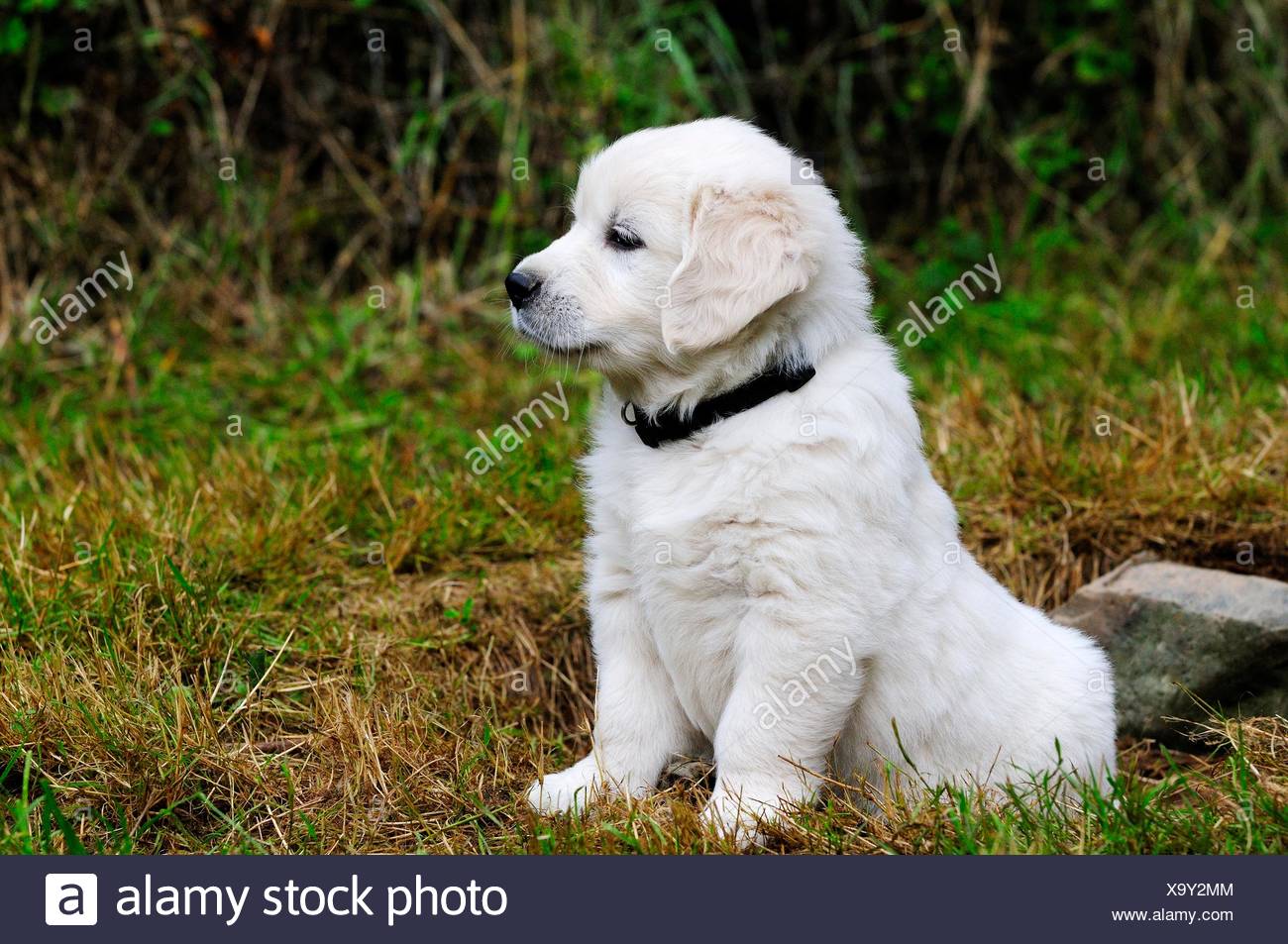 Inglese Di Razza Golden Retriever Cucciolo Seduto Sul Prato Foto Stock Alamy