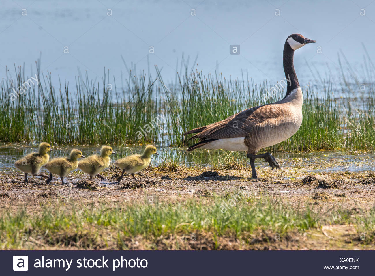 dove comprare canada goose GIALLO dove comprare canada goose GIALLO