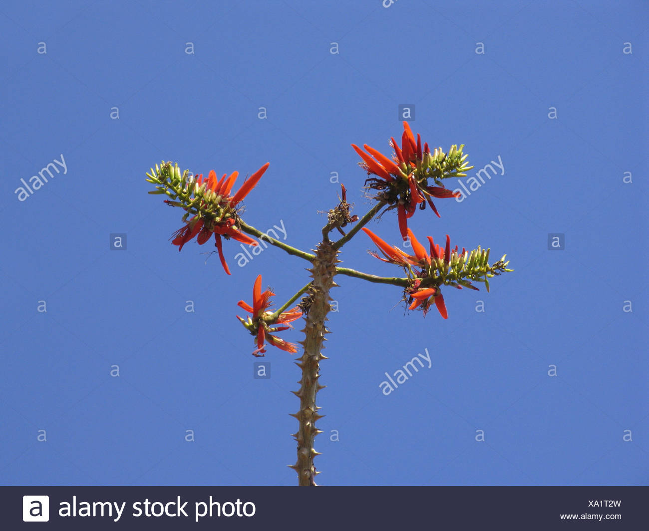 Erythrina Suberosa Il Coral Tree Famiglia Fabaceae Un Albero A Foglie Decidue Con Rami Di Fico D India E Splendidi Fiori Foto Stock Alamy