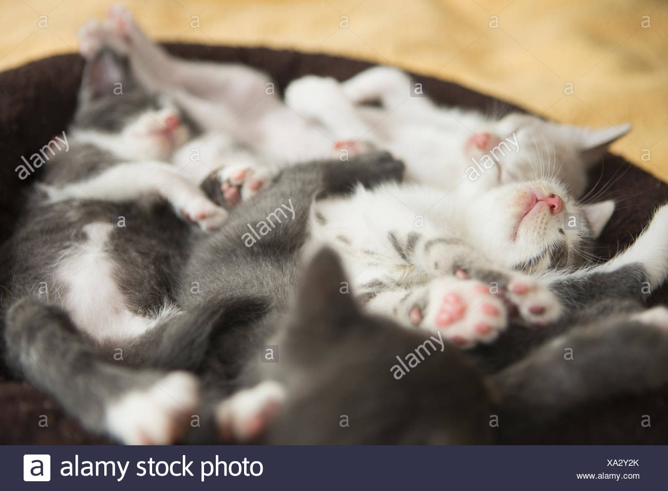 Una cucciolata di grigio e bianco gattini addormentato in un piccolo gatto letto.