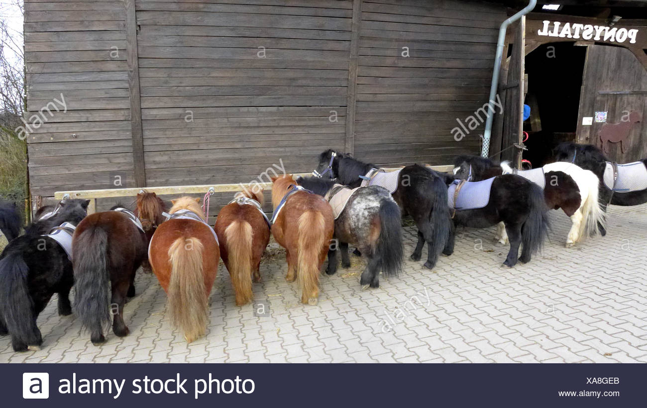 sellati-piccolo-pony-in-piedi-a-fianco-a