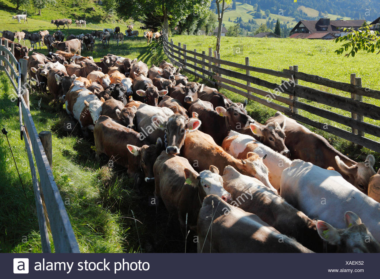 In Germania In Baviera Allevamento Di Bestiame Camminando Attraverso La Recinzione Foto Stock Alamy