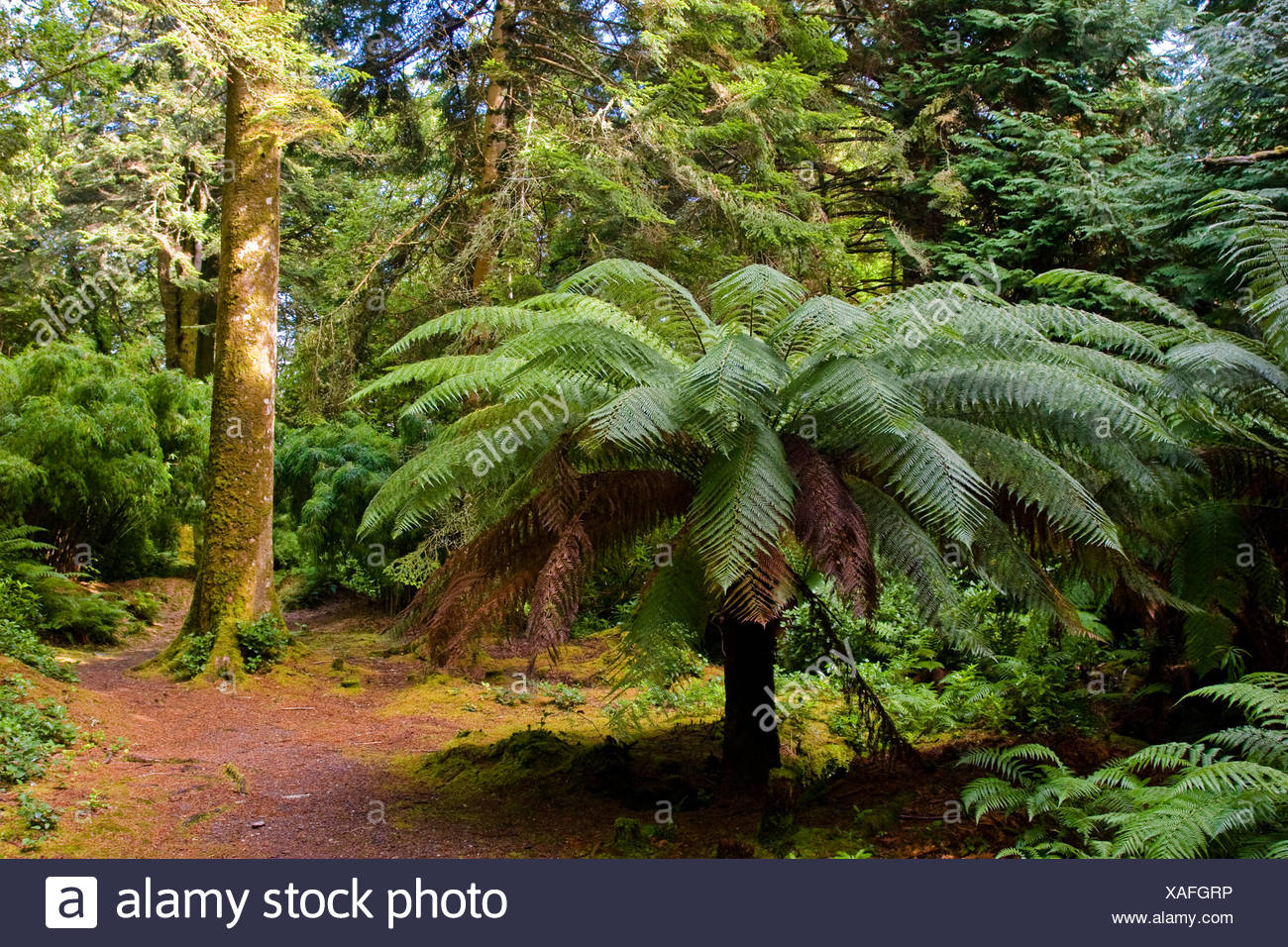 FELCI Antartide-FELCE albero della Tasmania