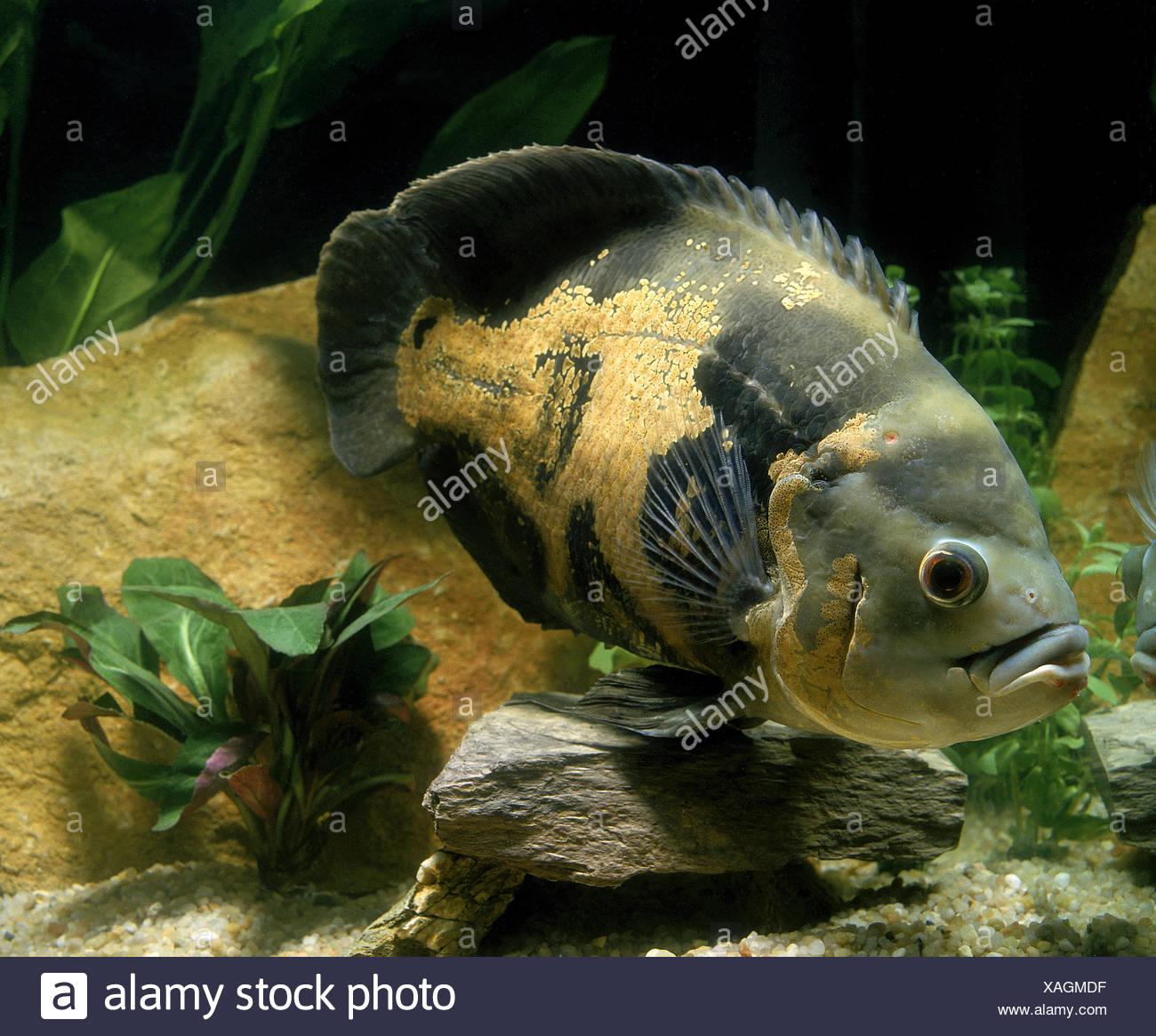 Tiger pesce Oscar Astronotus ocellatus Foto stock - Alamy