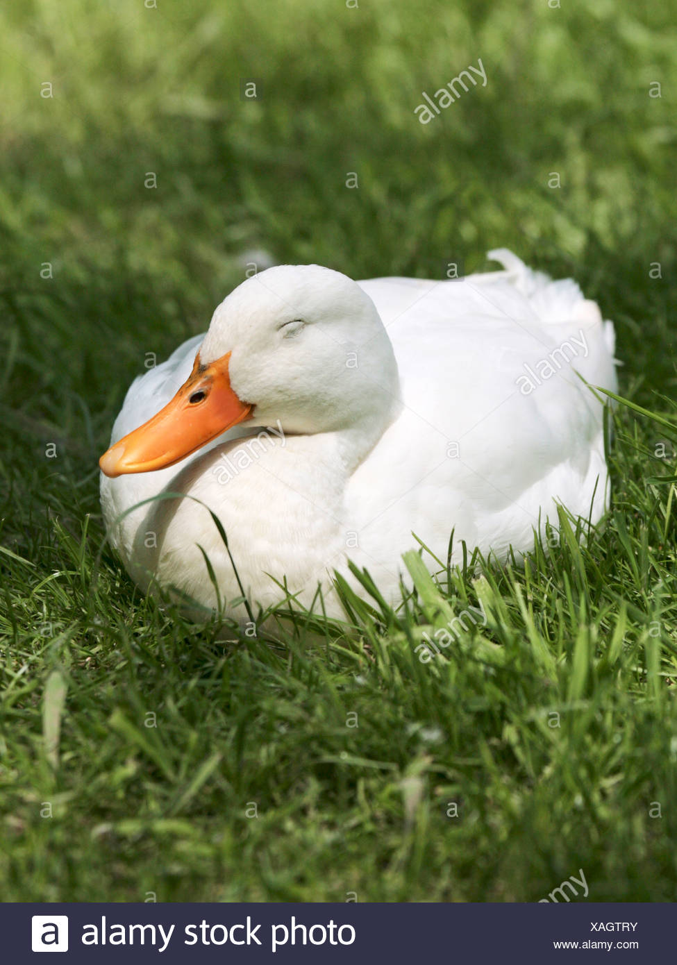 Un anatra bianco addormentato sull'erba. Foto Stock