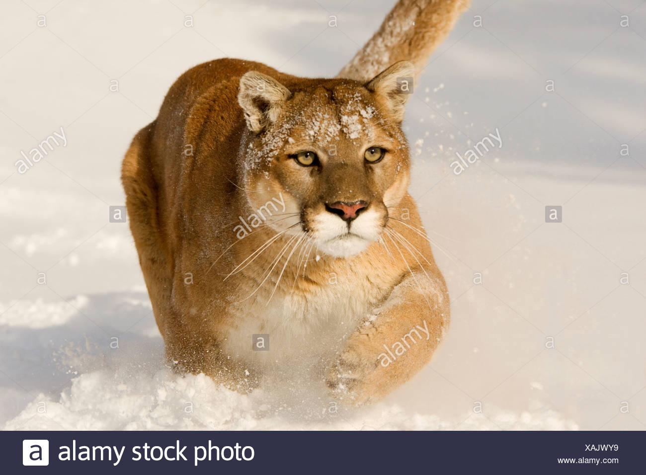 coperta puma coperta puma