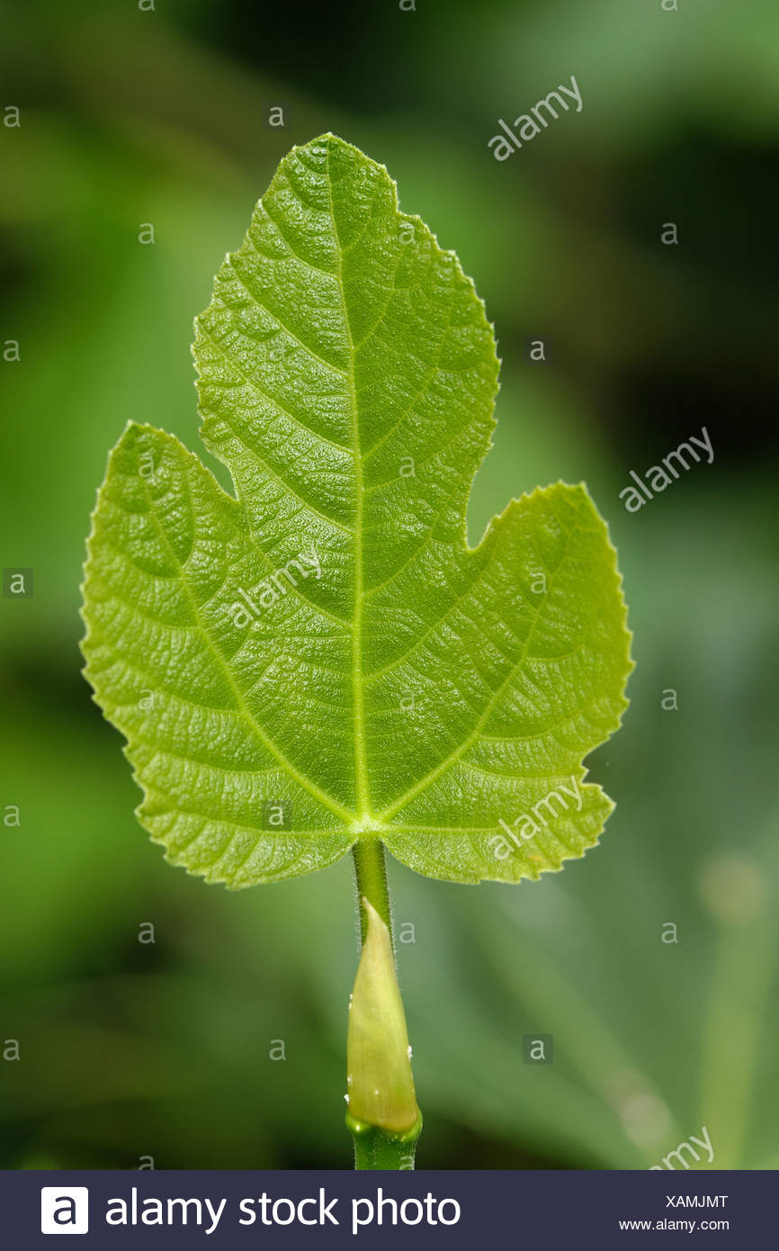 Molto Giovane Foglia Di Fico Foto Stock Alamy