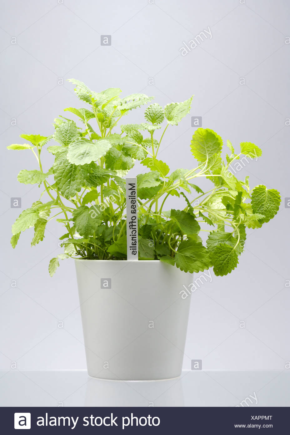 Fiore Di Melissa Immagini E Fotos Stock Alamy