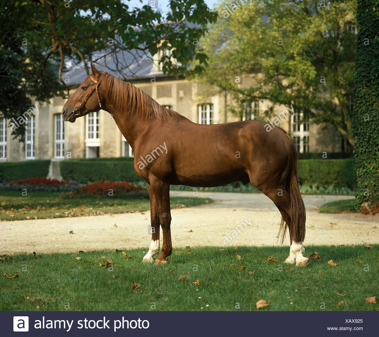 Trotter Francese Cavallo Stallone Al Haras De Compiegne In Francia Foto Stock Alamy