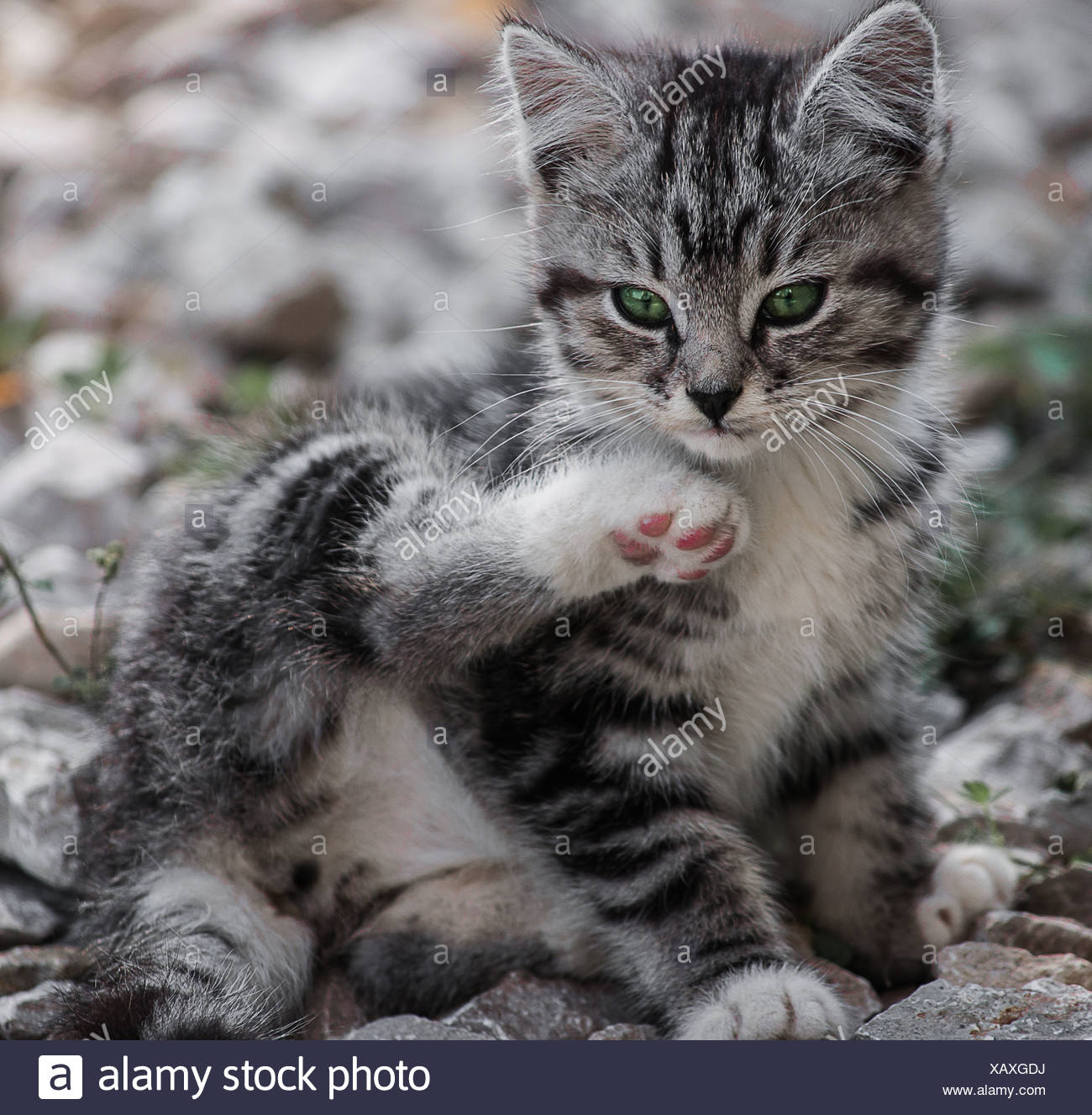 Gatto Selvatico Grigio Immagini Gatto Selvatico Grigio Fotos Stock