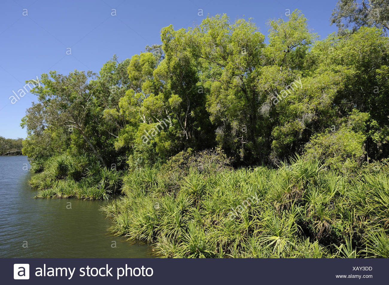 Galleria, lato fiume, il Fiume South Alligator, Brett Hochman attraversando il Parco Nazionale Kakadu, Territorio del Nord, l'Australia Foto Stock