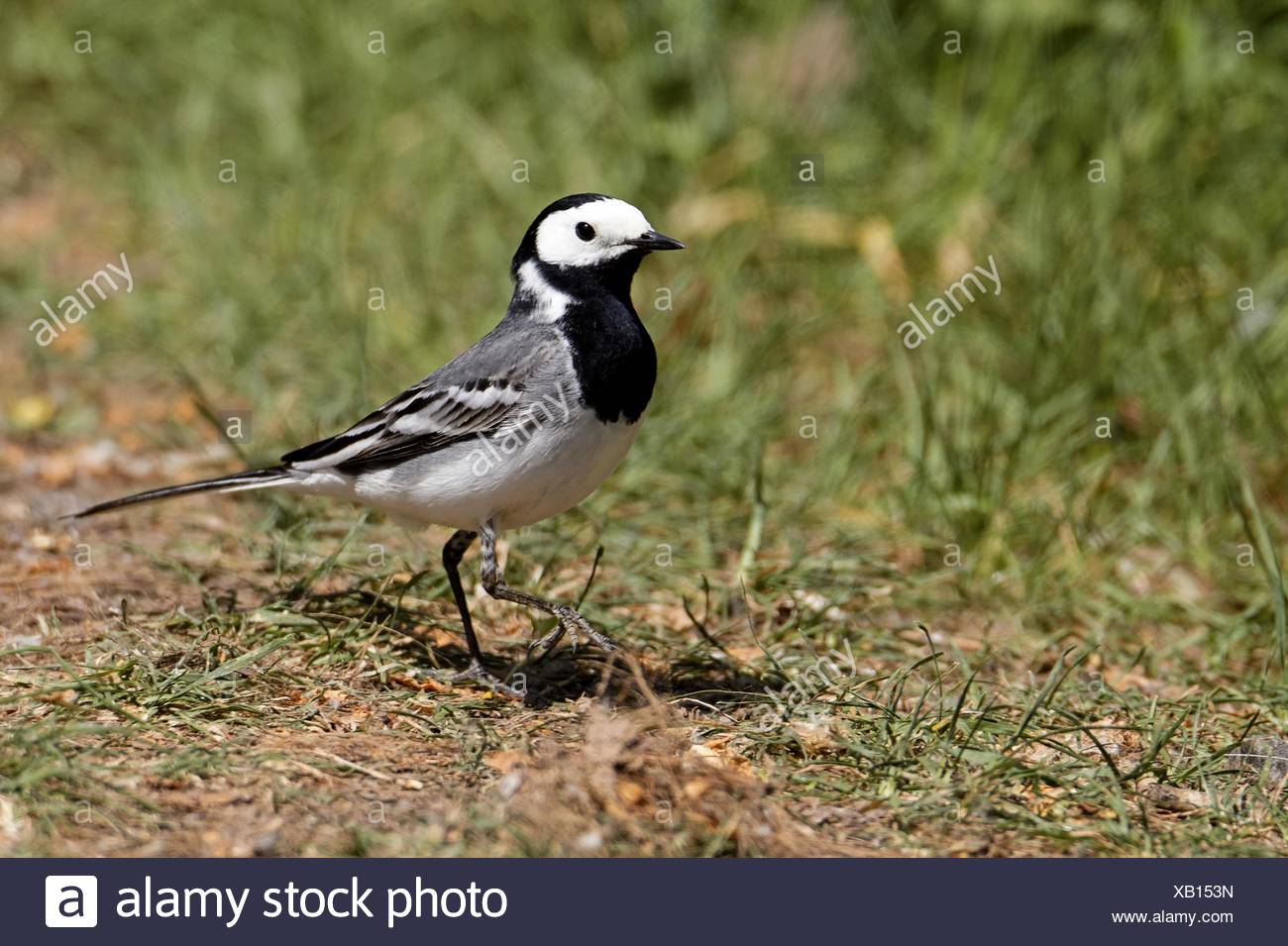 Ballerina Bianca Foto Stock Alamy