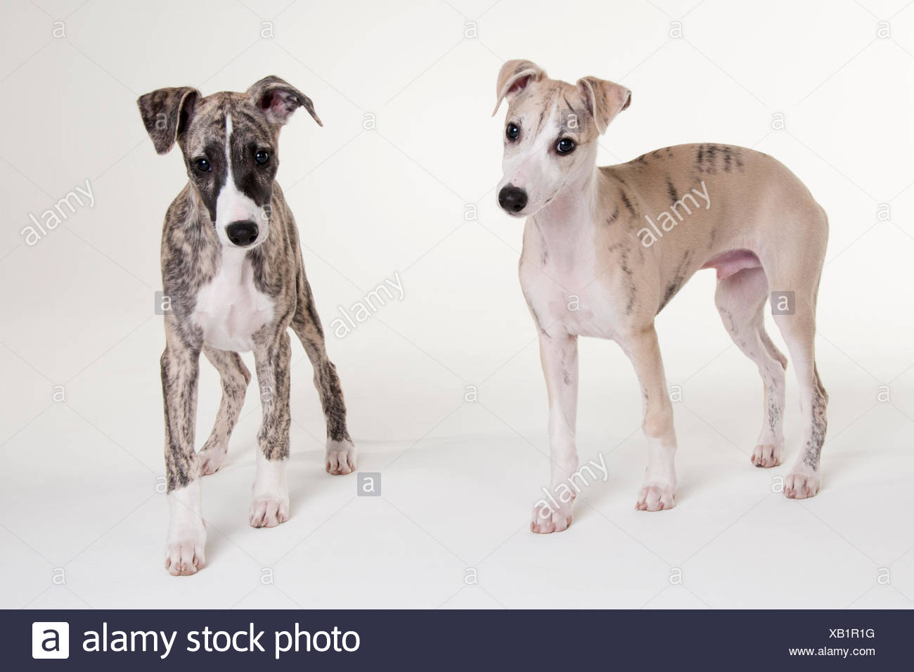 Il Whippet Cuccioli E Cani Maschio 12 Settimane Foto Immagine