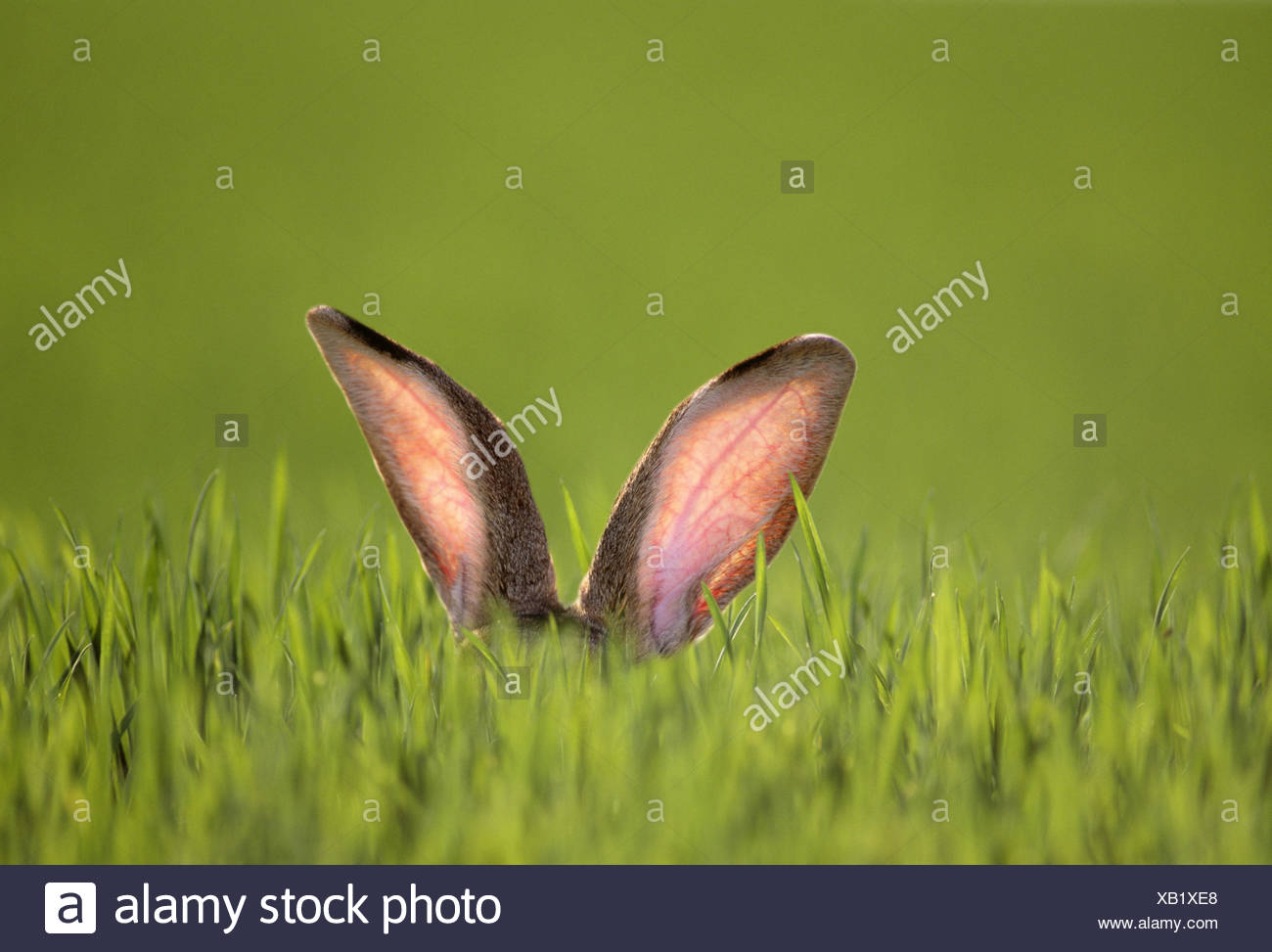 Prato Erba Lepre Dettaglio Orecchie La Natura La Fauna Animale Mammifero Nager Stallo Lepre Ascolta La