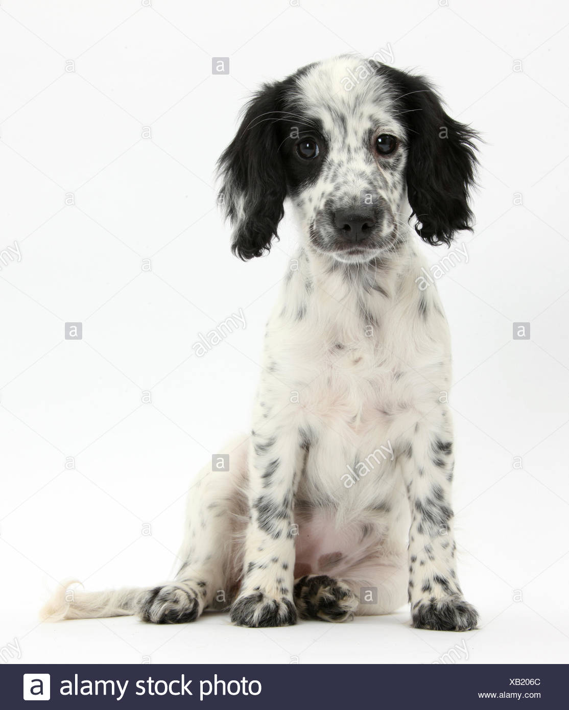 In Bianco E Nero Border Collie X Cocker Spaniel Cucciolo 11