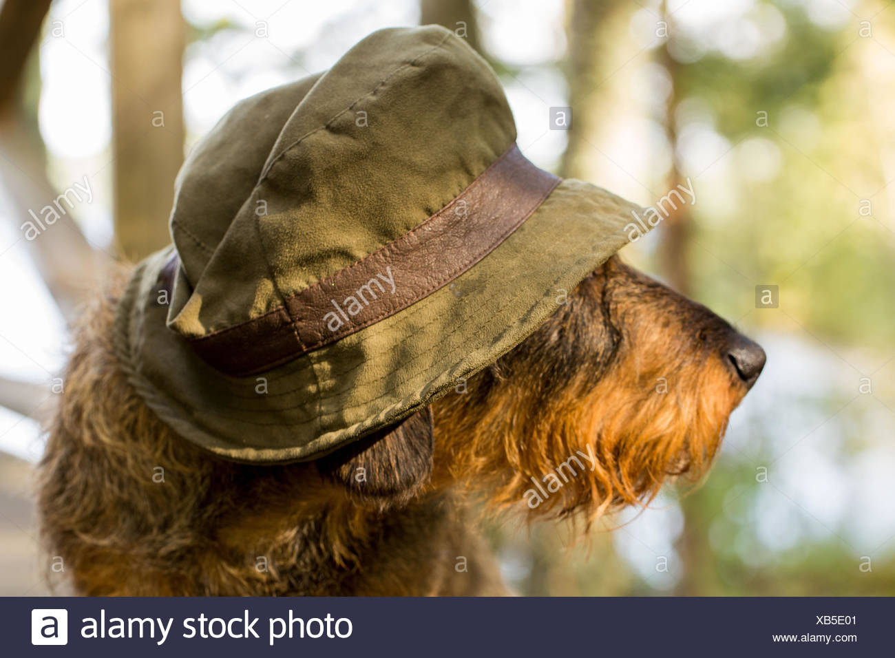 1 Animaleanimale Animalinasoritratto Animalebarbabeigemigliore