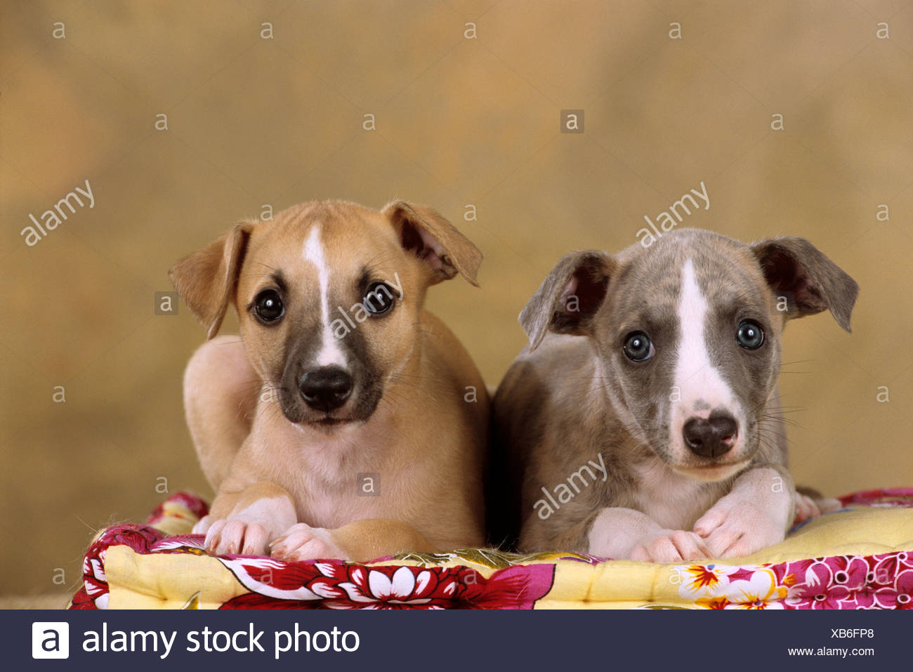 Due Cani Whippet Cuccioli Giacente Sul Cane Cuscino Foto