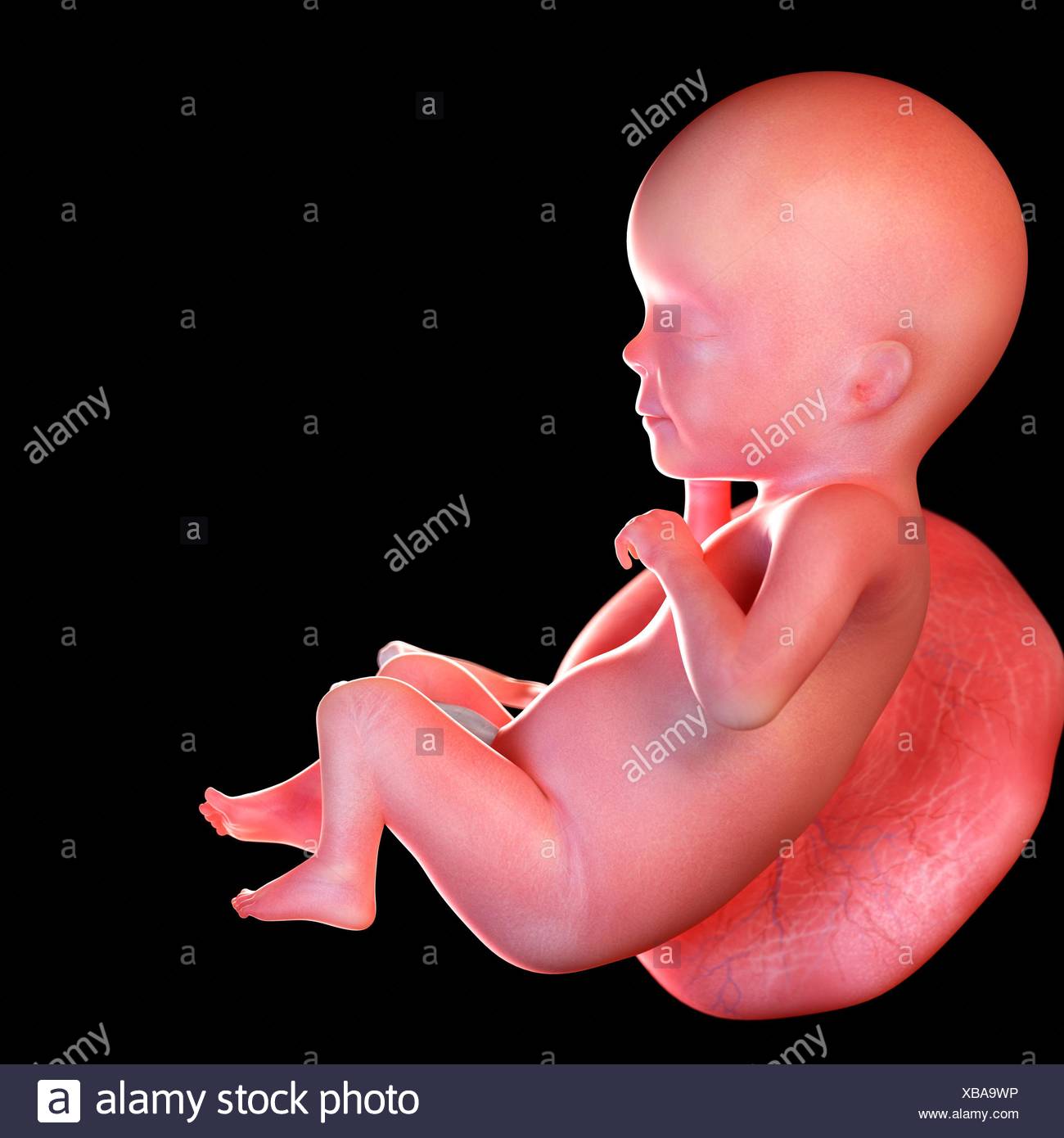 Feto Umano Eta 26 Settimane Illustrazione Foto Stock Alamy