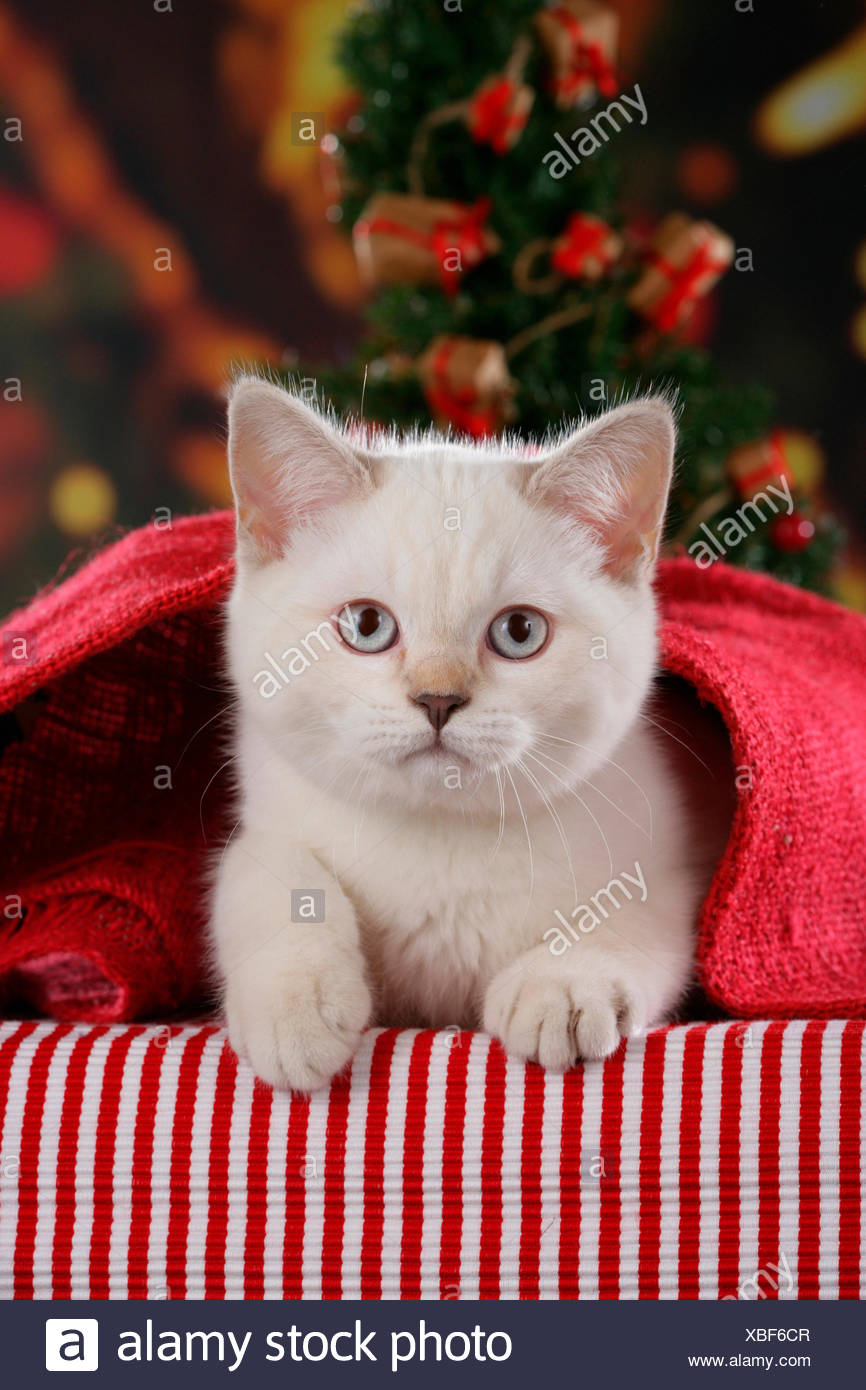 Immagini Gattini Di Natale.British Shorthair Gatto Colorpoint Gattino Giacente Decorazione Di Natale Foto Stock Alamy