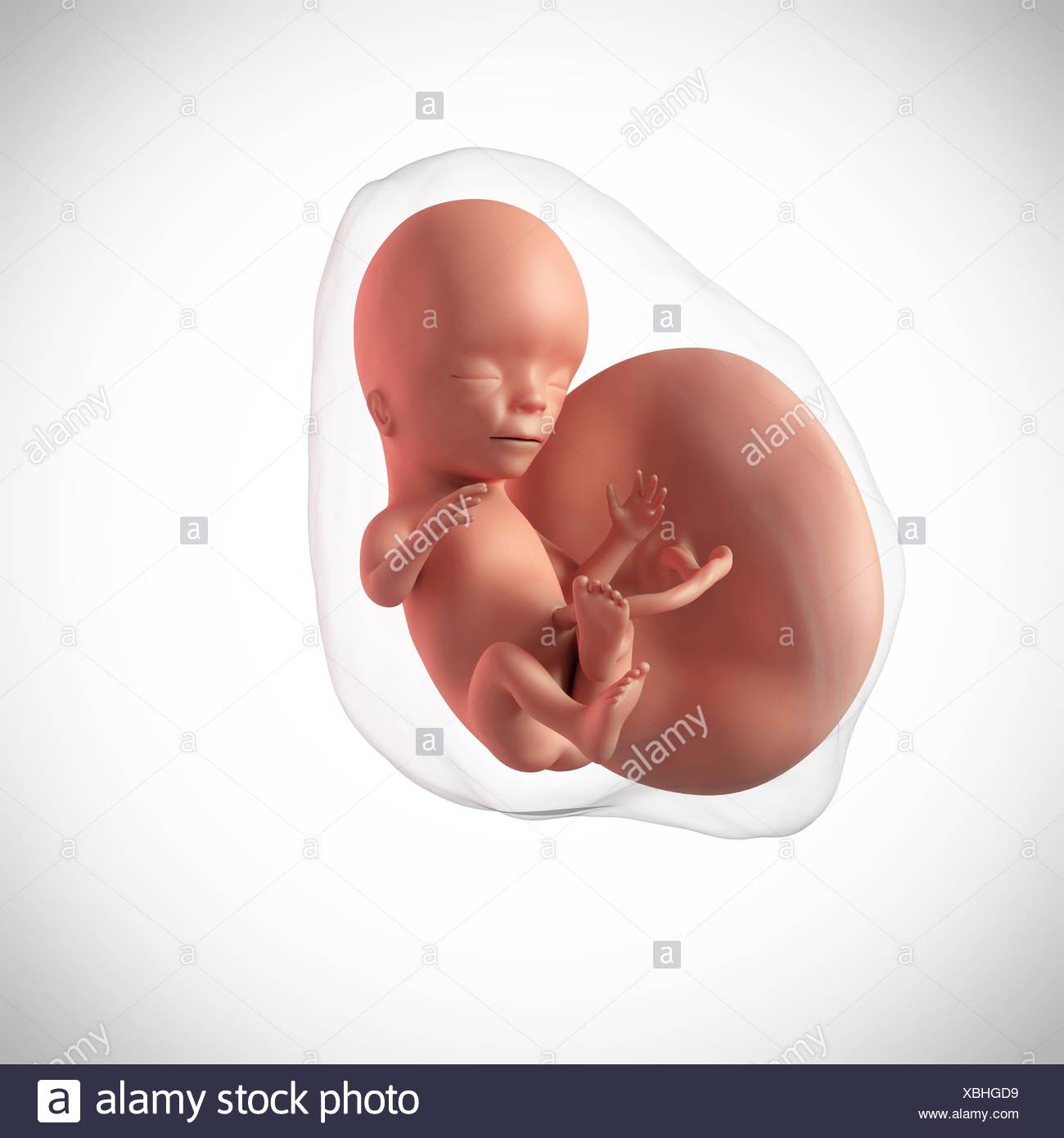 Feto A 15 Settimane Immagini E Fotos Stock Alamy