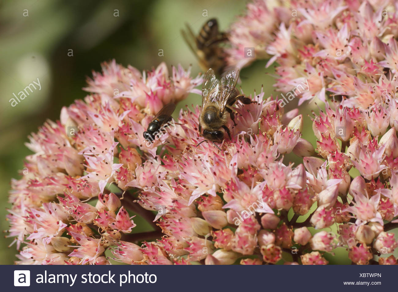 Grande Borraccina Foto Stock Alamy