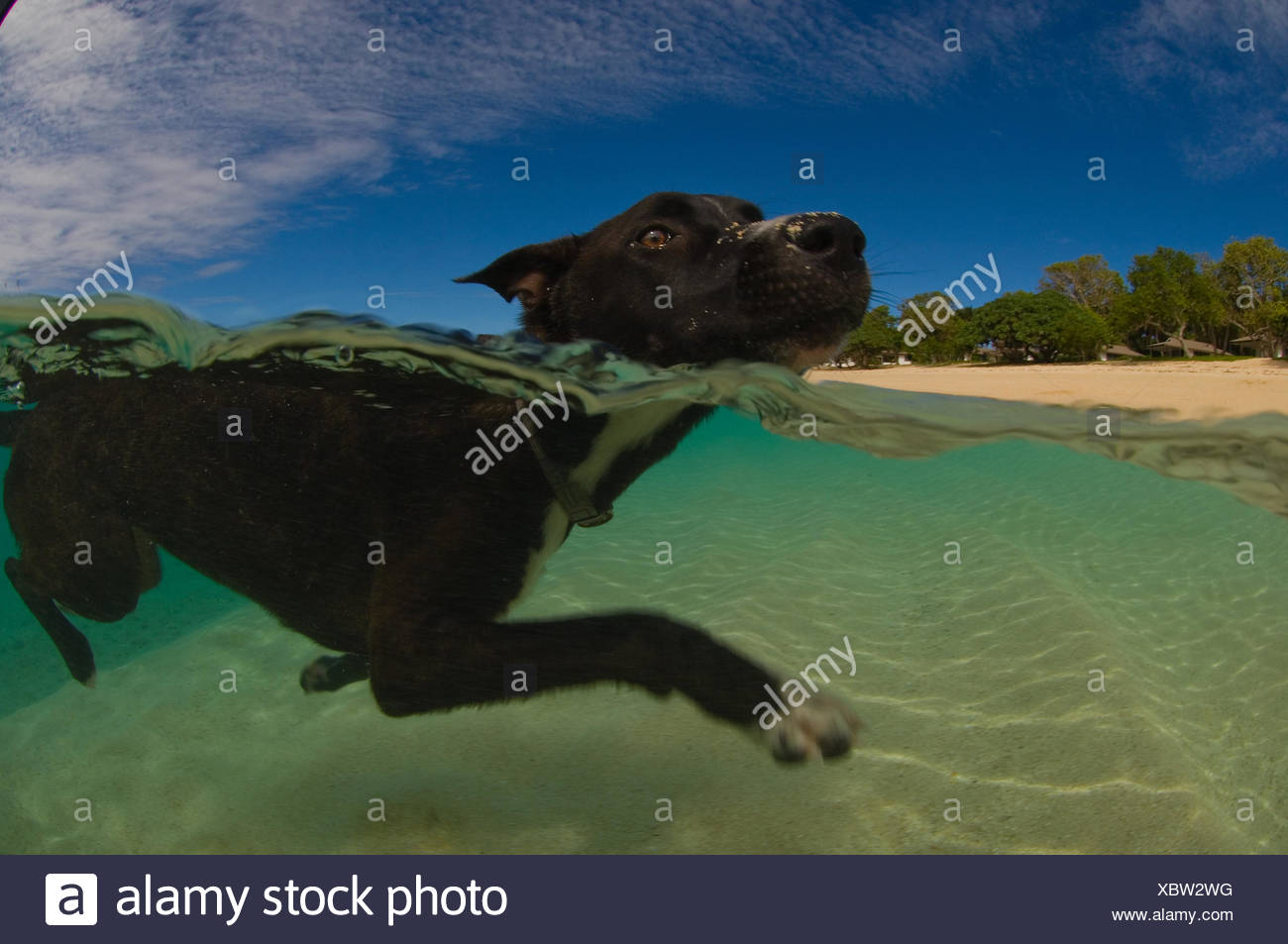 Piscina Per Cani Sulla Spiaggia Tonga Foto Immagine
