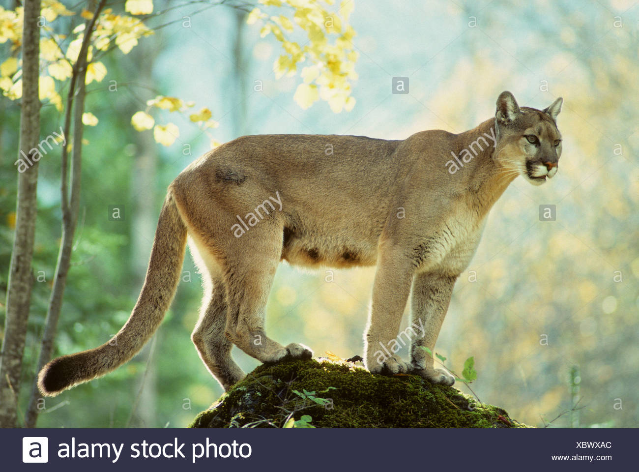 puma femmina