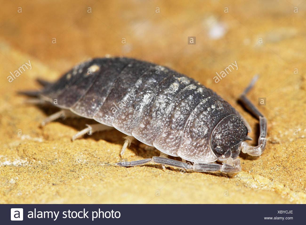 Pidocchio Del Legno Porcellio Scaber Foto Stock Alamy