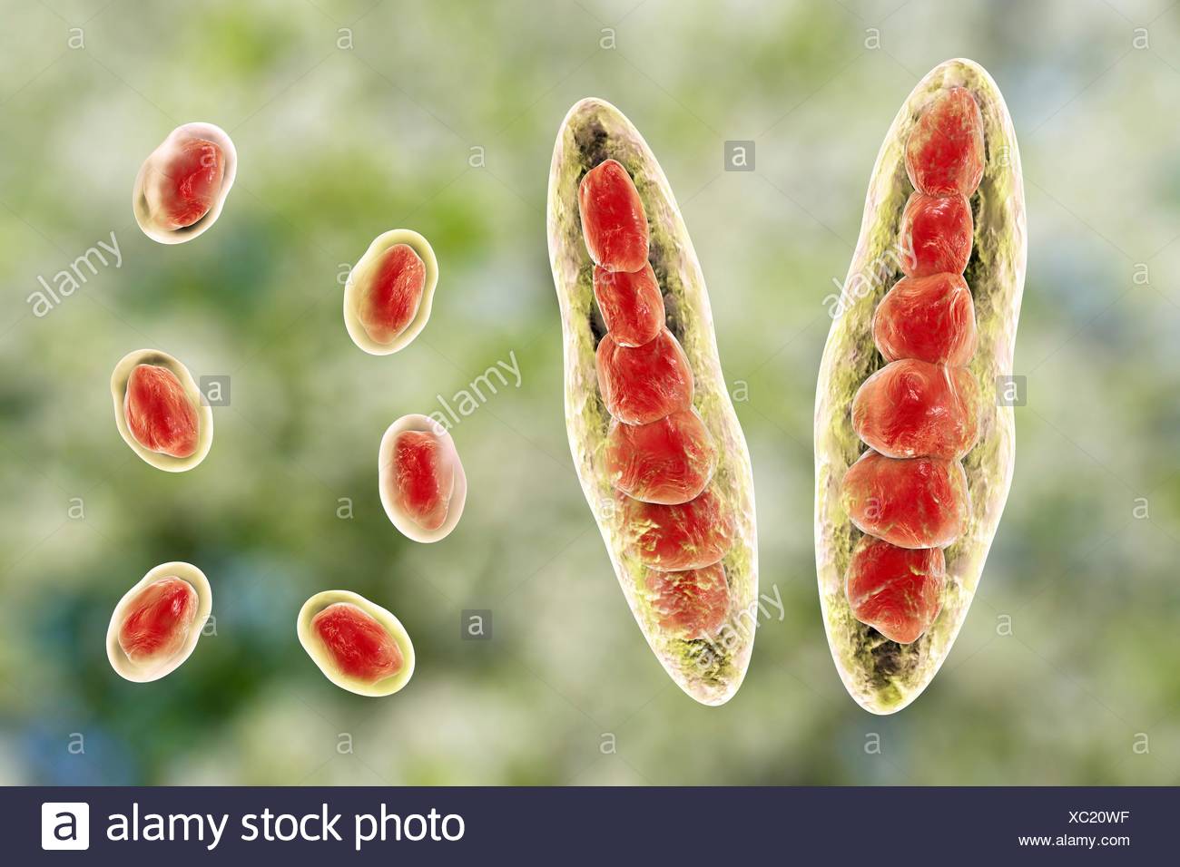 Computer Illustrazione Di Trichophyton Mentagrophytes La Causa Del Piede D Atleta Tinea Pedis E Cuoio Capelluto