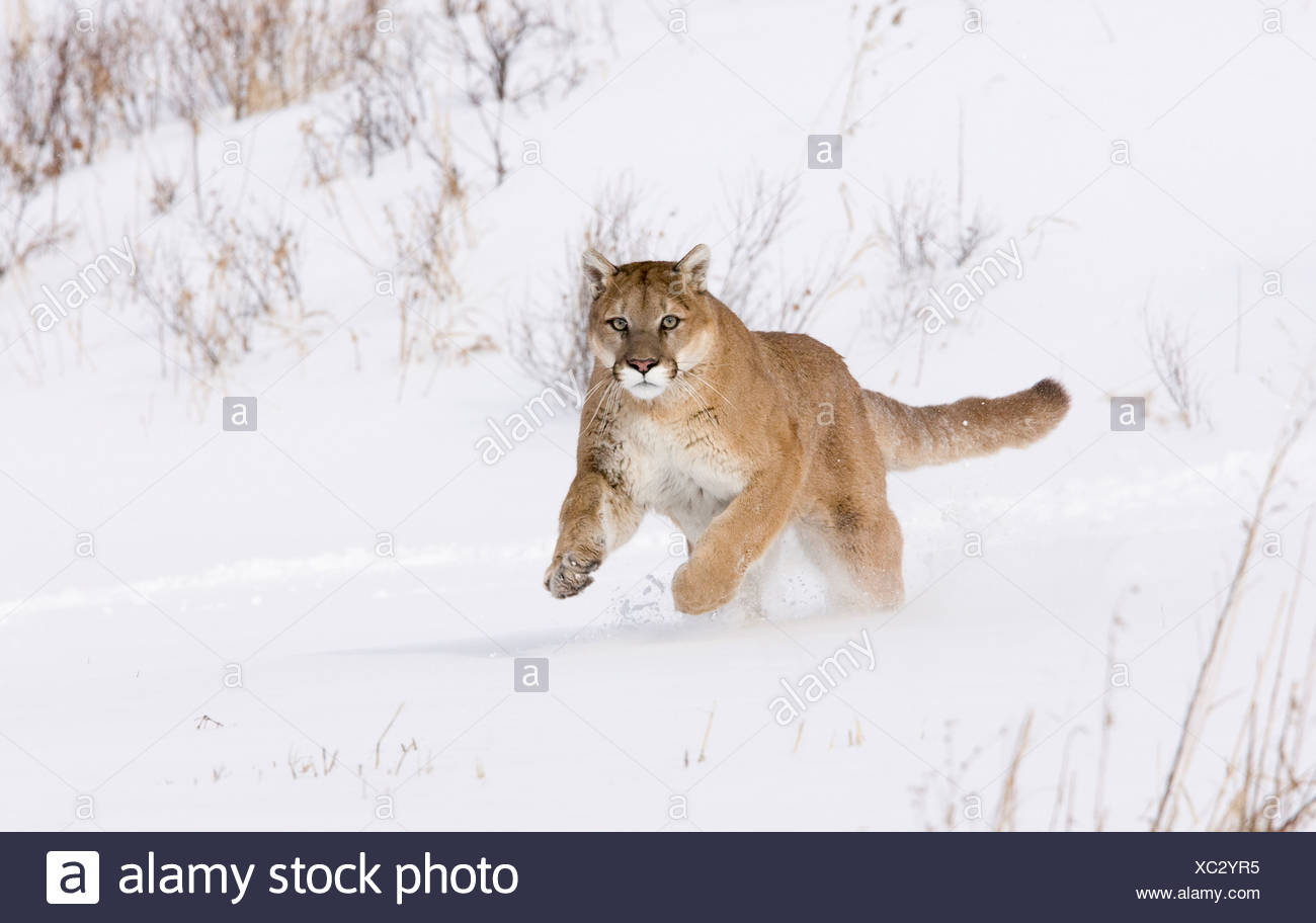 coperta puma coperta puma