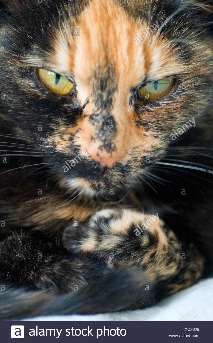 Dettaglio Ritratto Di Un Gatto Arrabbiato Foto Immagine Stock