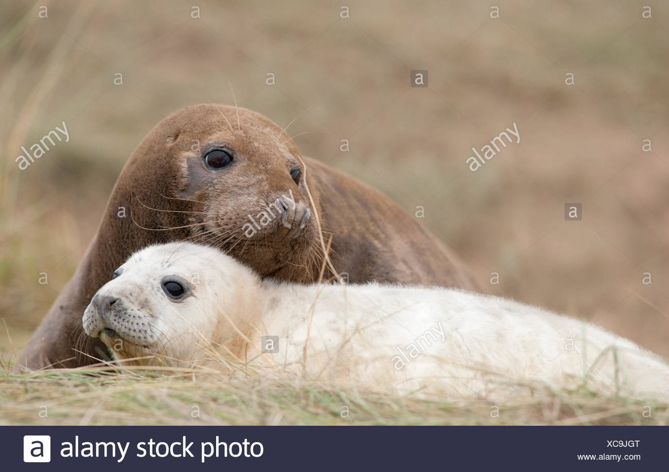 Guarnizione Grigio Femmina Con Giovani Pup Halichoerus Grypus Donna Nook Riserva Naturale Nazionale Lincolnshire Regno Unito Significato Agganciato Dal Naso Di Maiale Di Mare Vero E Proprio Sigillo Gr Foto Stock