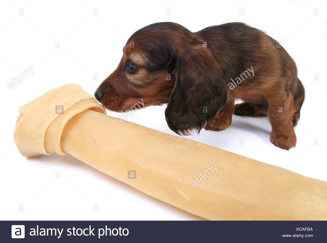Bassotto Salsiccia Cane Cane Domestico Canis Lupus F Familiaris Cucciolo Con Grande Osso Germania Foto Stock Alamy