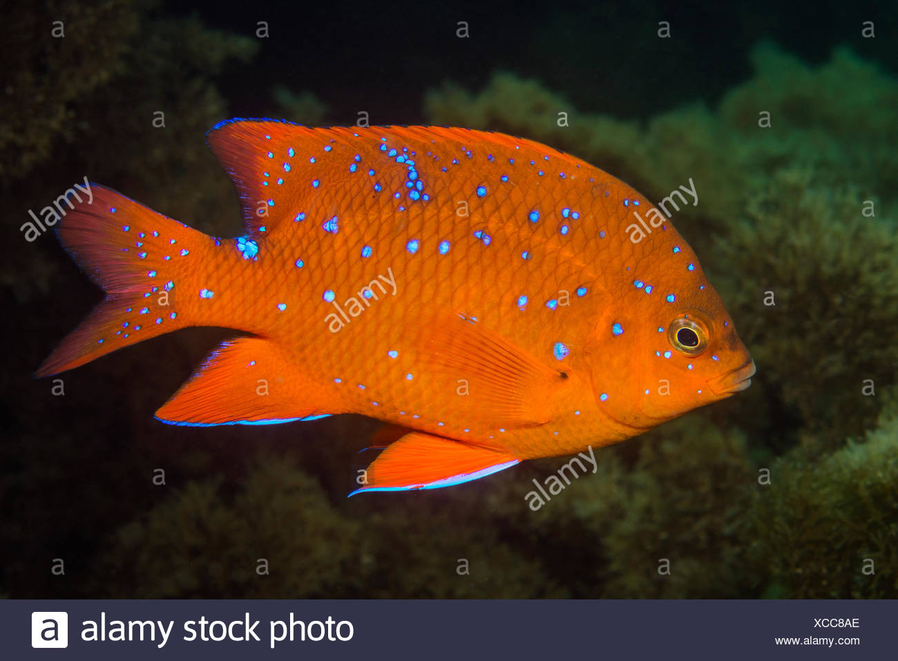 Del Pesce Immagini Del Pesce Fotos Stock Alamy