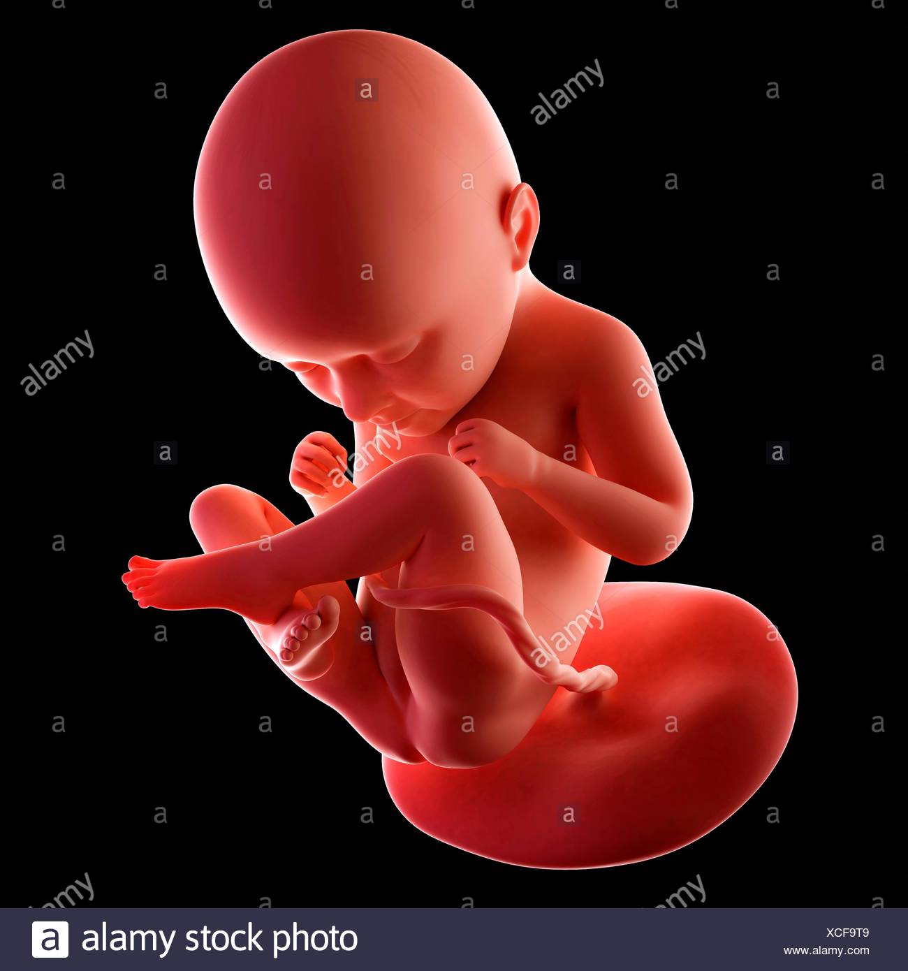 Feto Umano Eta 35 Settimane Illustrazione Foto Stock Alamy