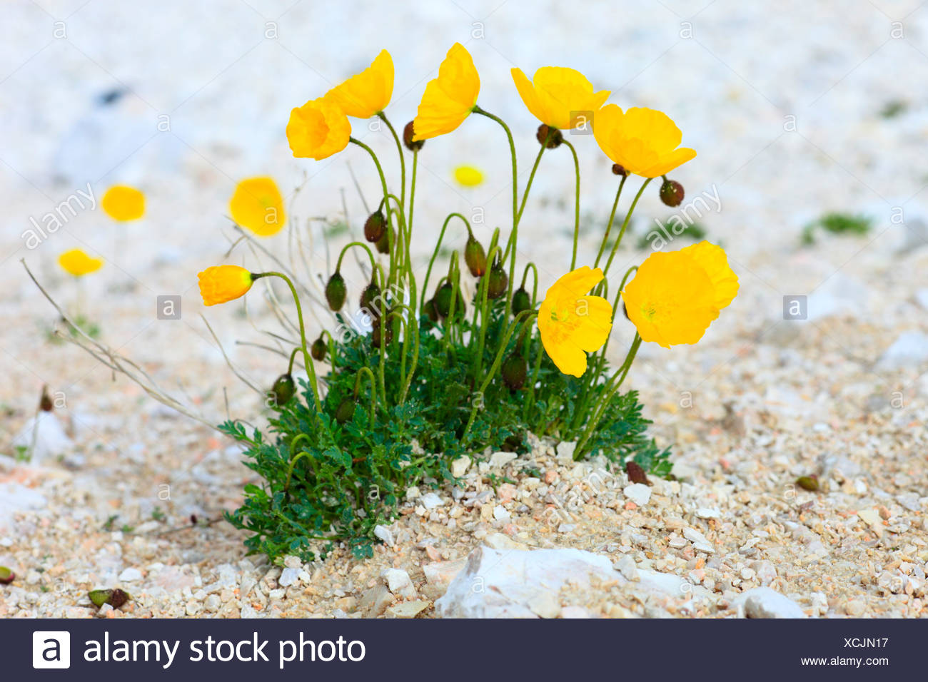 Alpi Papavero Fiori Alpini La Flora Alpina Alpino Papavero Montagna Fiori Di Montagna Montagne La Flora Di Montagna Fiori Sbocciano I Fiori D Foto Stock Alamy
