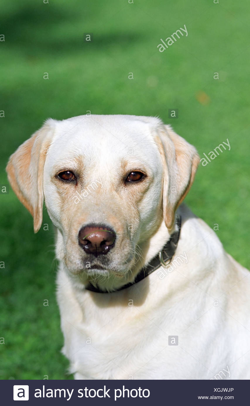 Ritratto Di Un Labrador Cane Foto Immagine Stock