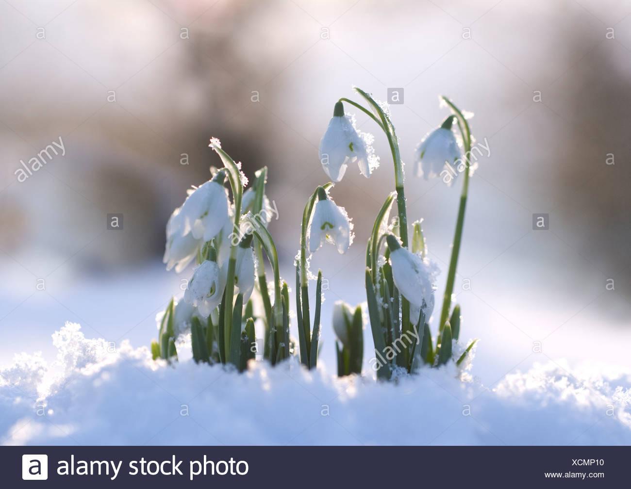 Il Tulipano Che Fiorì Tra La Neve
