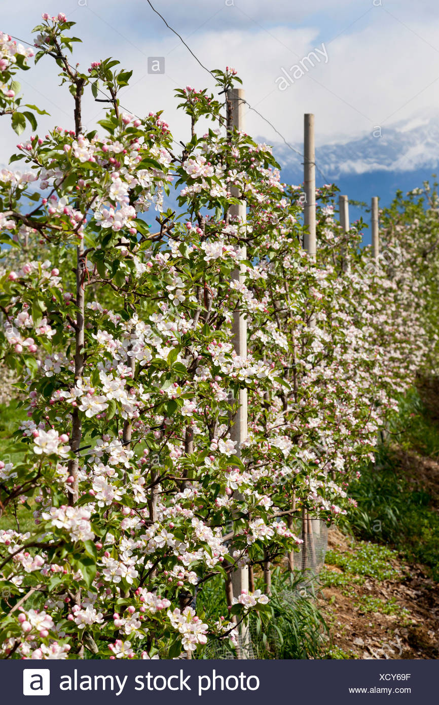 Fiori Di Apple In Un Albero Di Mele Orchard Bei Meran Alto Adige Provincia Trentino Alto Adige Italia Foto Stock Alamy