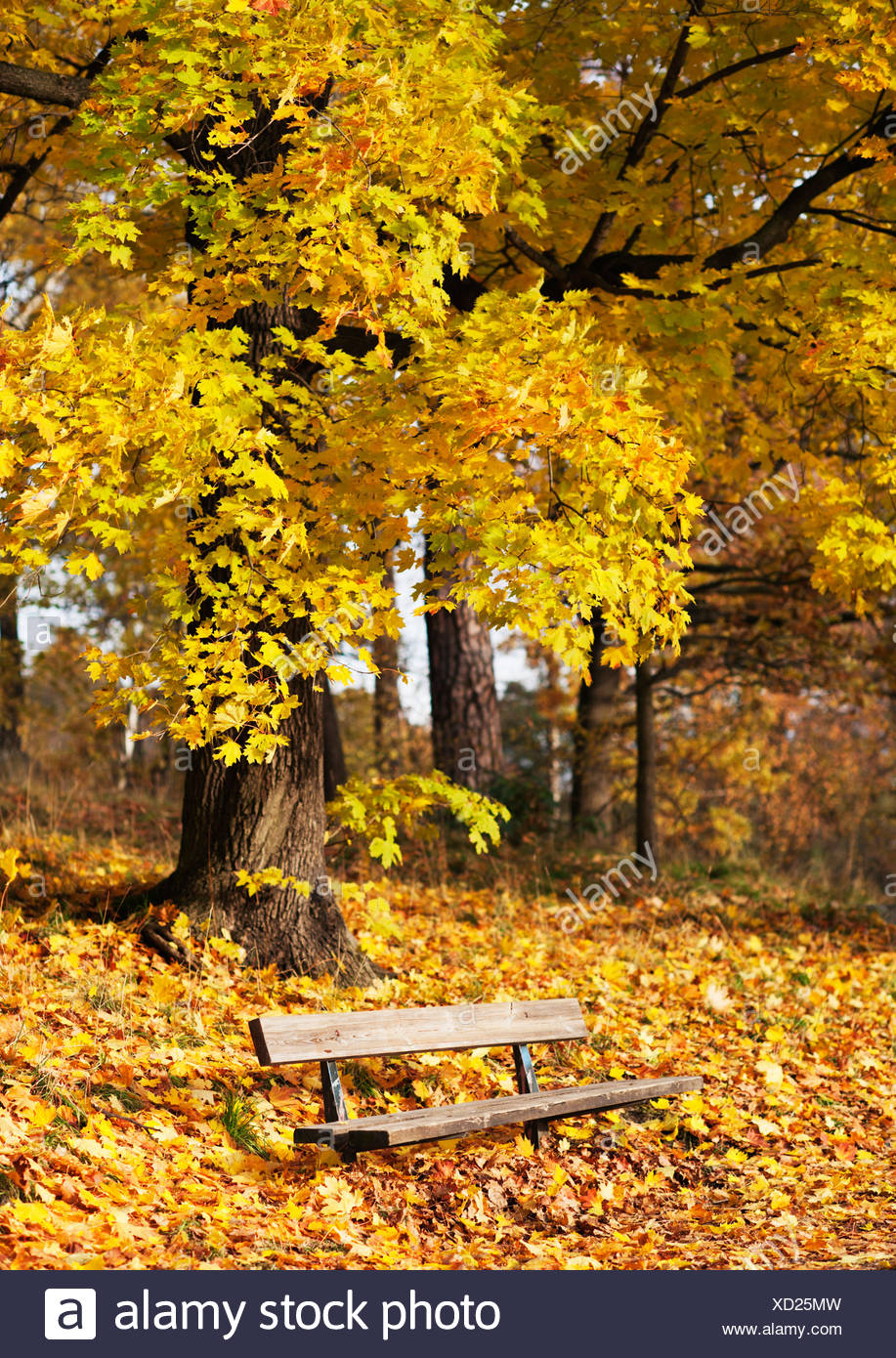 Una Panchina Nel Parco Coperto Con Foglie Di Autunno Foto Stock Alamy