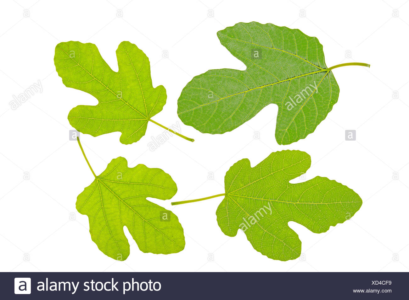 Foglie Di Fico Foto Stock Alamy