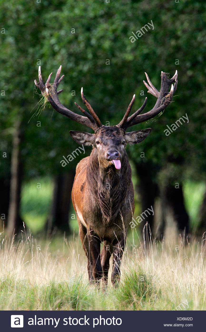 Il Cervo Rosso Durante Il Grippaggio Rut La Lingua Fuori Cervi In Calore Maschio Cervus Elaphus Foto Stock Alamy