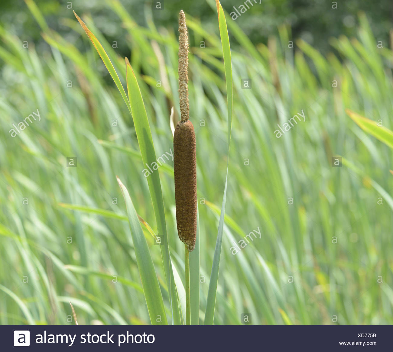 Pianta Di Tifa Foto Stock Alamy