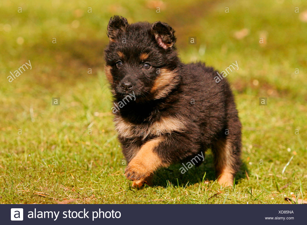 Pastore Della Boemia Immagini E Fotos Stock Alamy