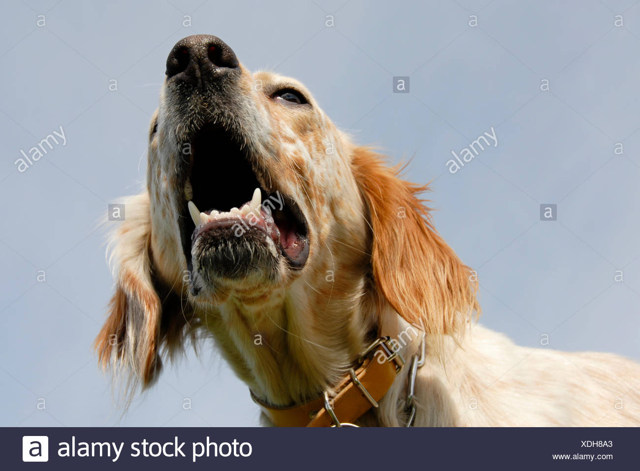 Cane Aggressivo Agressive Setter Inglese Di Abbaiare I Denti Dell Animale Da Compagnia Cane Da Guardia Di Un Pazzo Furioso Arrabbiato Irately Canine Setter Foto Stock Alamy