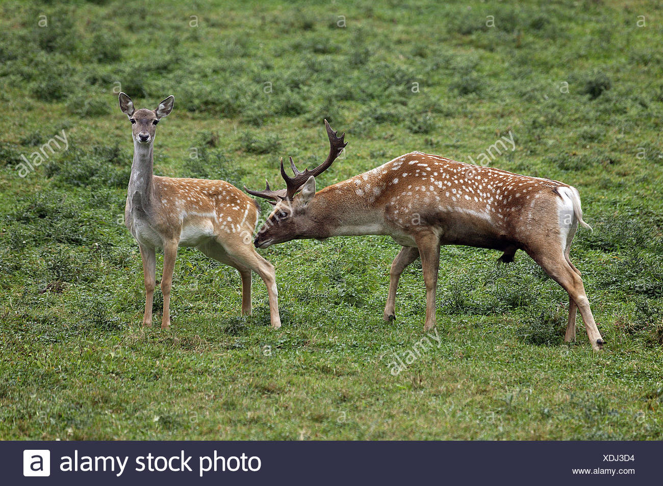 Il Persiano Daini Dama Mesopotamica Maschio E Femmina Foto Stock Alamy