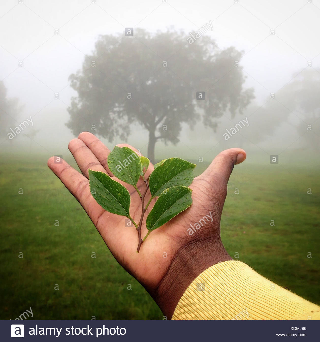 Mano umana tenendo la pianta con albero in background, Gauteng, Johannesburg, Sud Africa Foto Stock