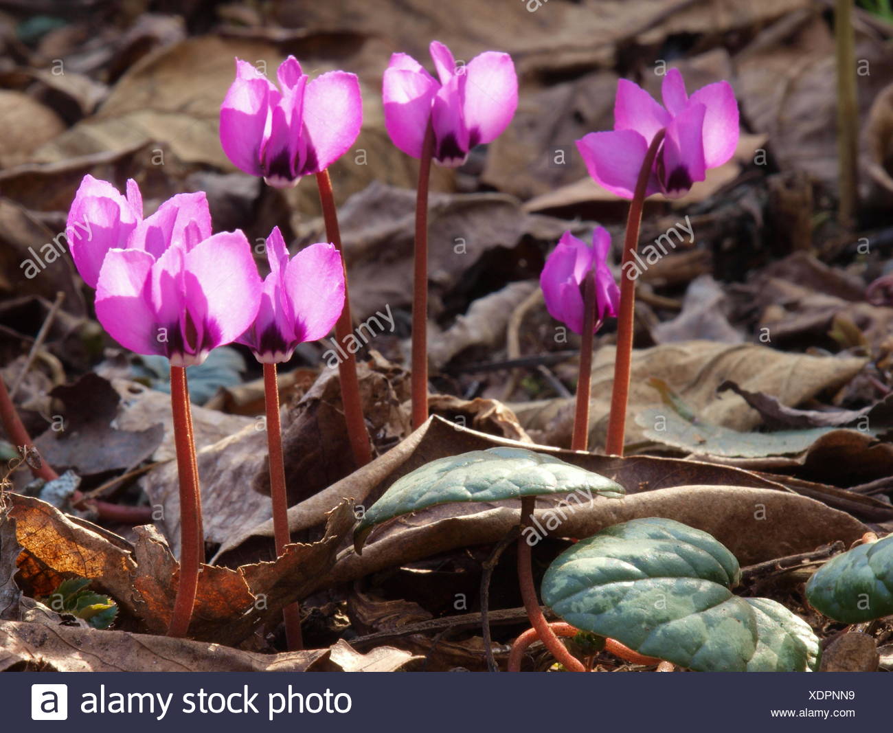 Ciclamini Selvatici Foto Stock Alamy