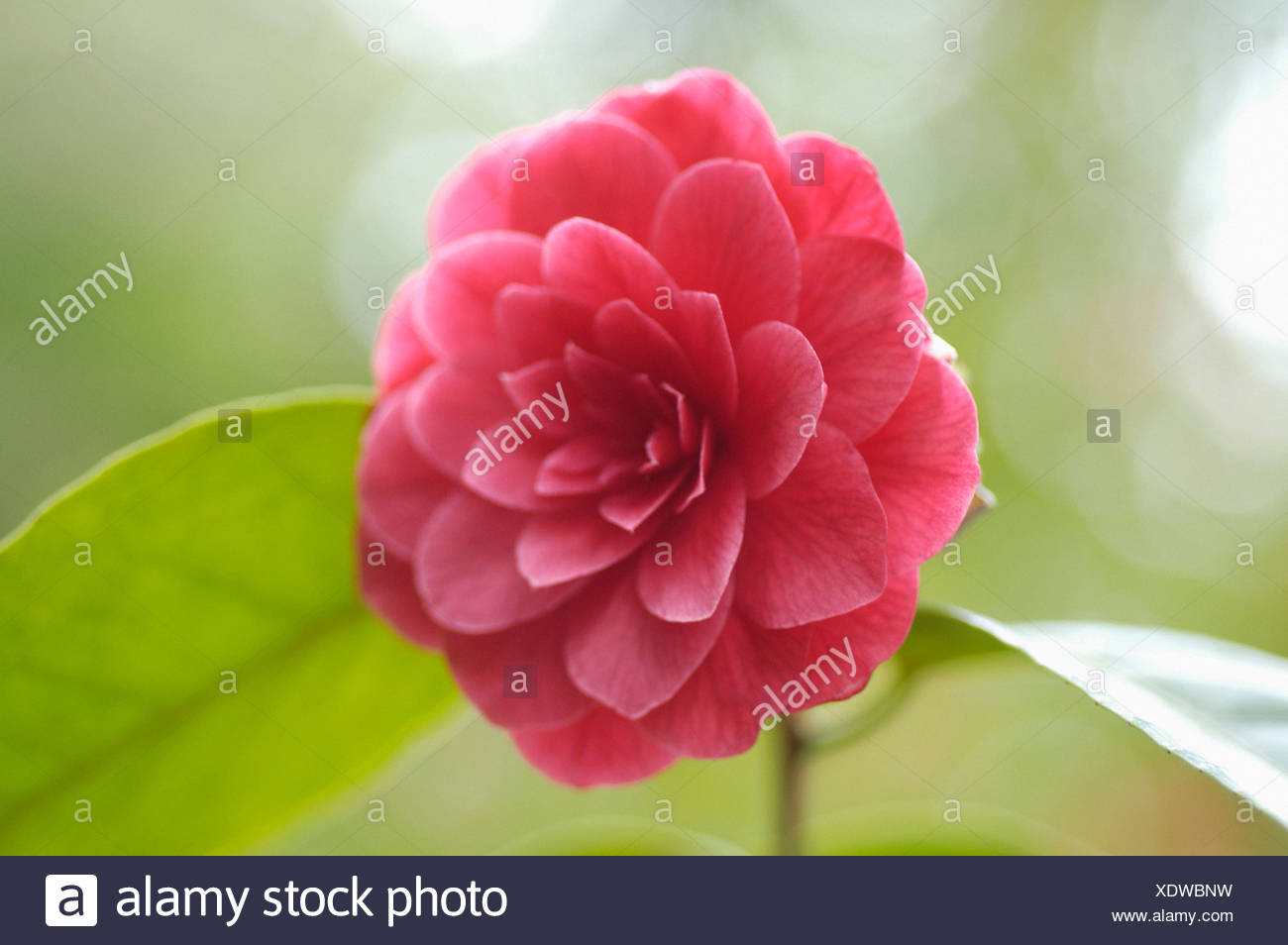 Evergreen arbusto colore rosso intenso 1 x Red Camelia Japonica Lady Campbell 