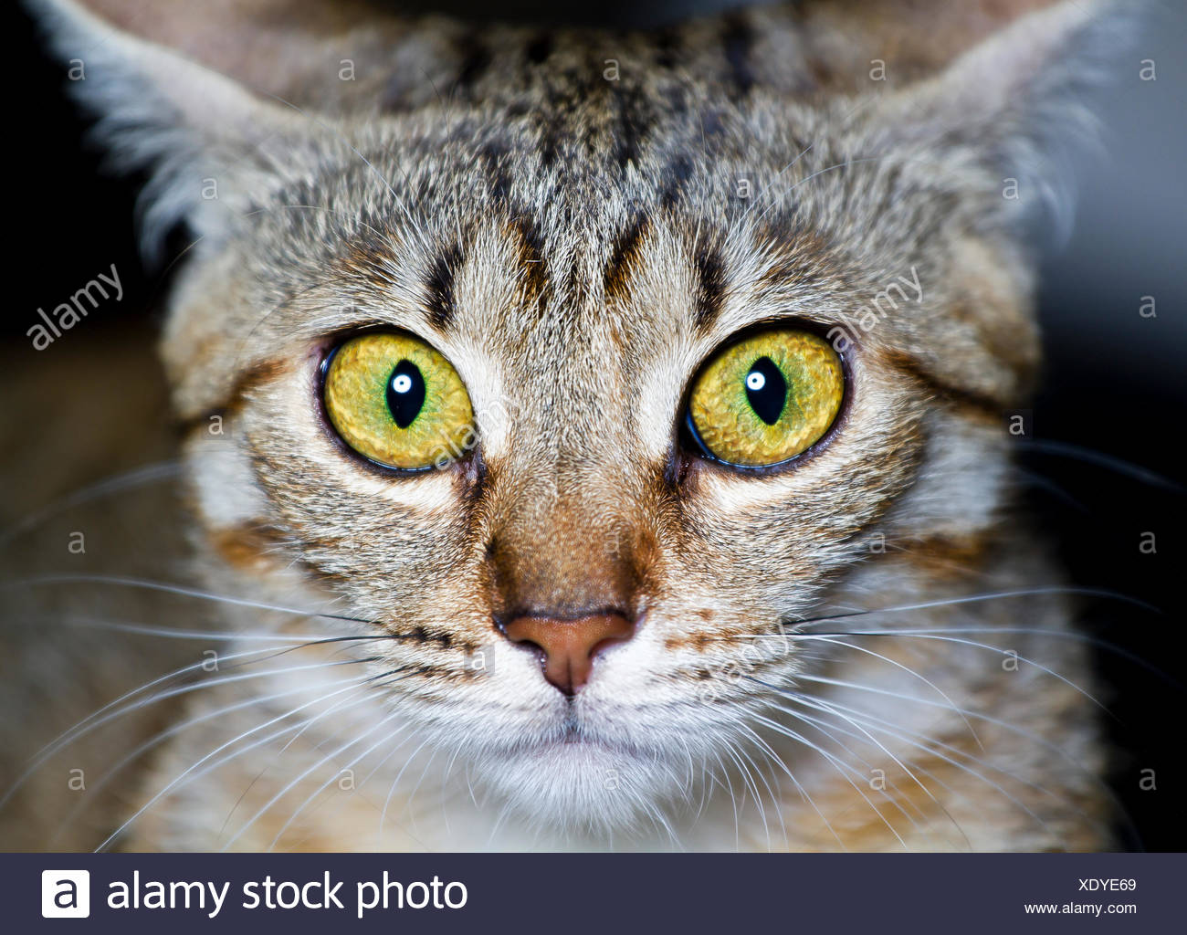 Gattino Comune Gatto Di Razza Con Occhi Spaventati Foto Immagine